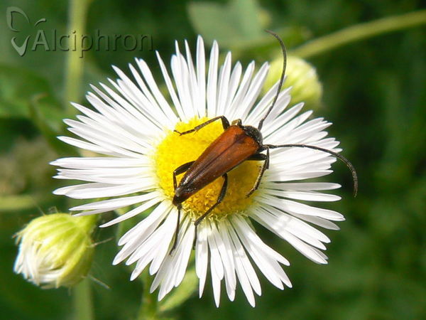 Stenurella bifasciata