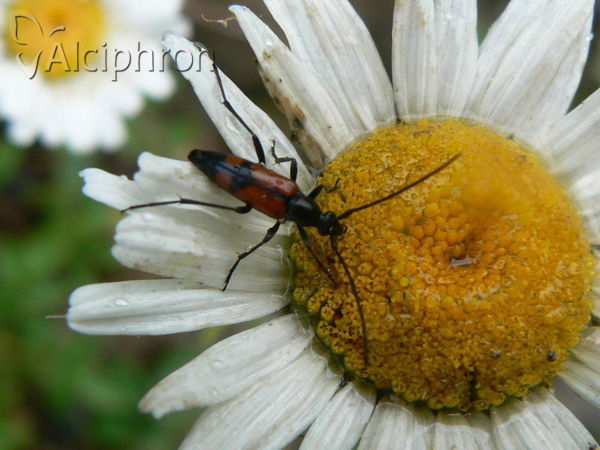 Stenurella bifasciata