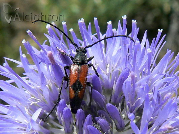 Stenurella bifasciata