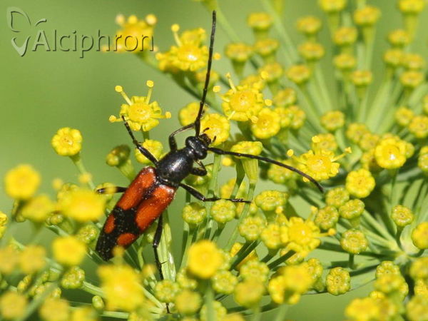 Stenurella bifasciata