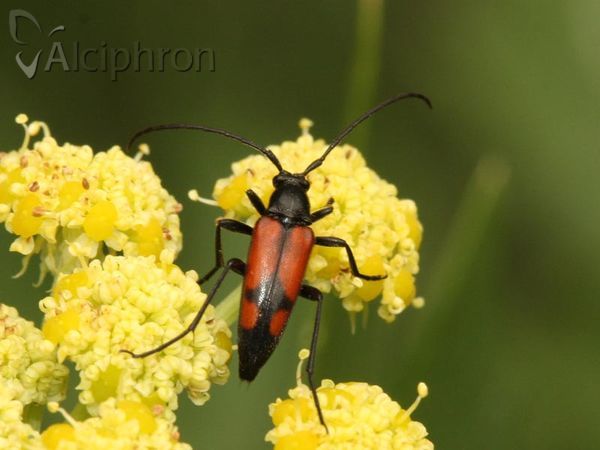 Stenurella bifasciata