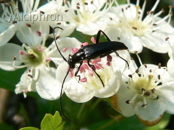 Rutpela nigra