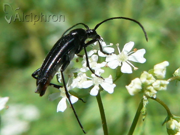 Rutpela nigra