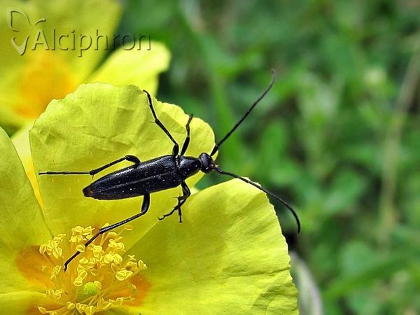 Rutpela nigra