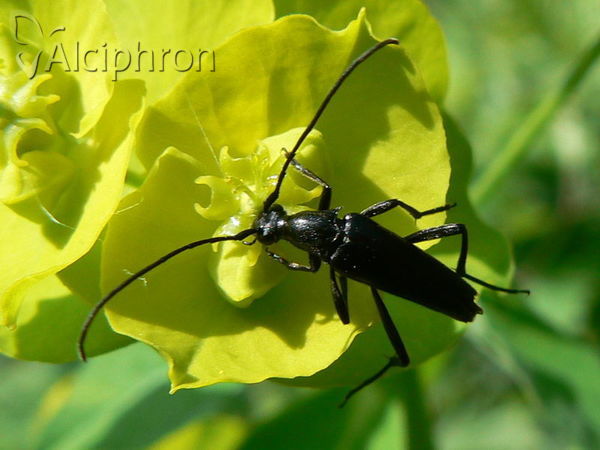 Rutpela nigra