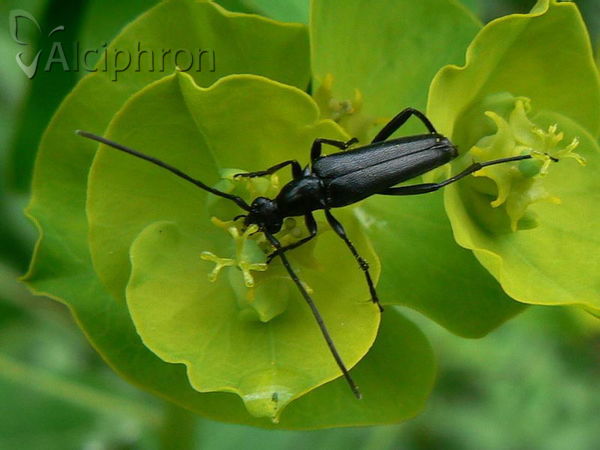 Rutpela nigra