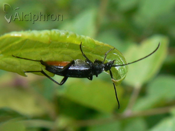 Rutpela nigra