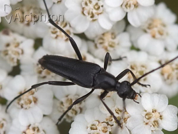 Rutpela nigra