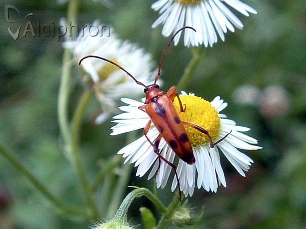 Rutpela septempunctata