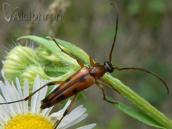 Rutpela septempunctata