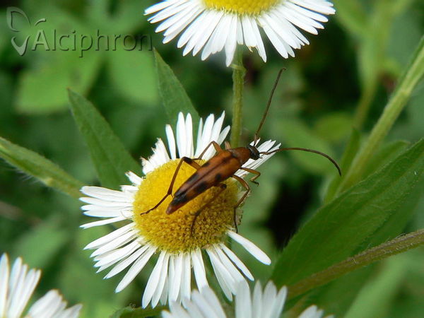 Rutpela septempunctata