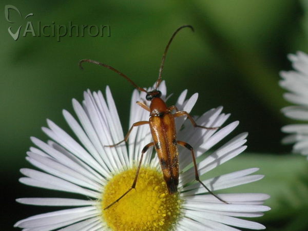 Rutpela septempunctata