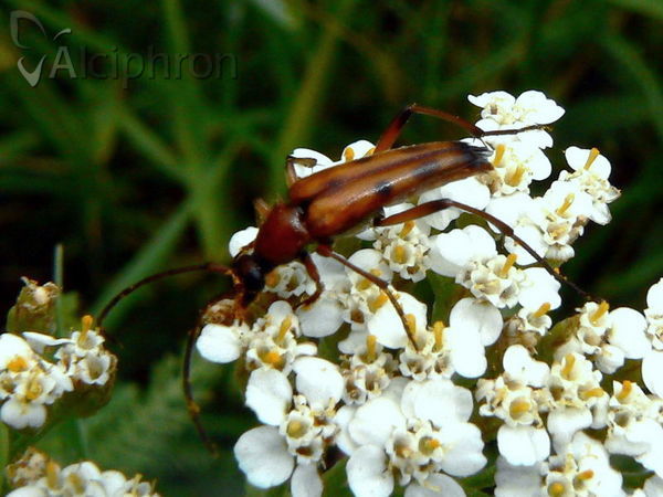 Rutpela septempunctata