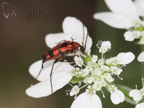 Rutpela septempunctata