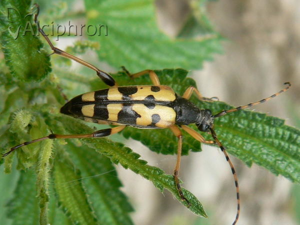 Rutpela maculata