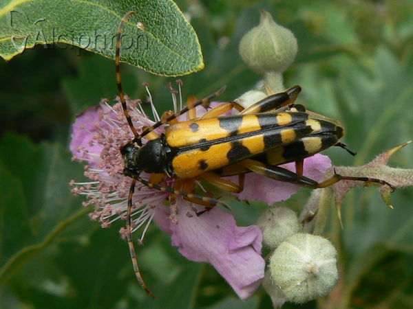 Rutpela maculata