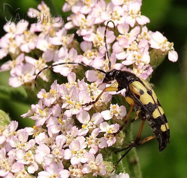 Rutpela maculata