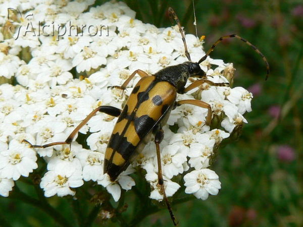 Rutpela maculata