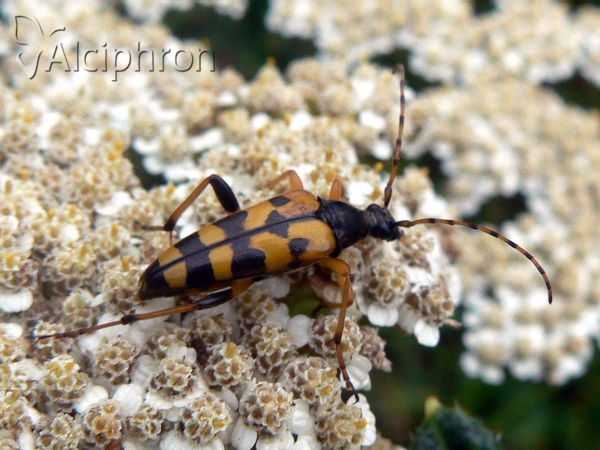 Rutpela maculata