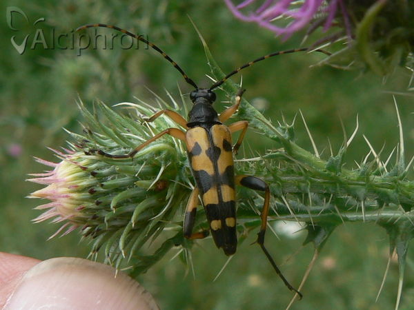 Rutpela maculata