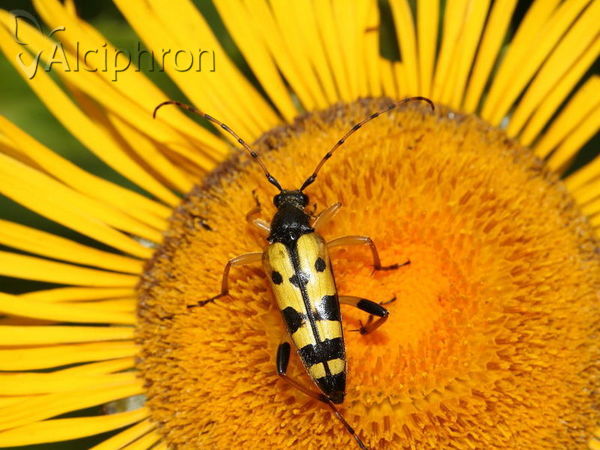 Rutpela maculata