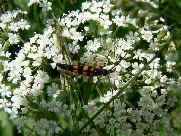 Strangalia attenuata