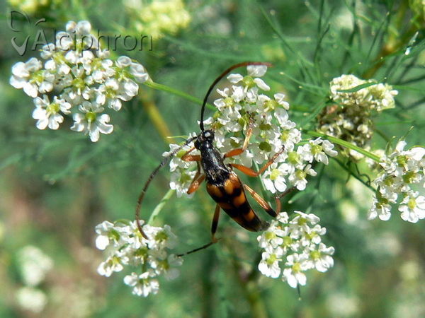 Strangalia attenuata