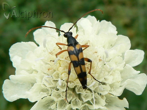 Strangalia attenuata