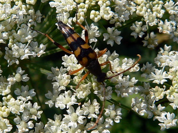 Strangalia attenuata
