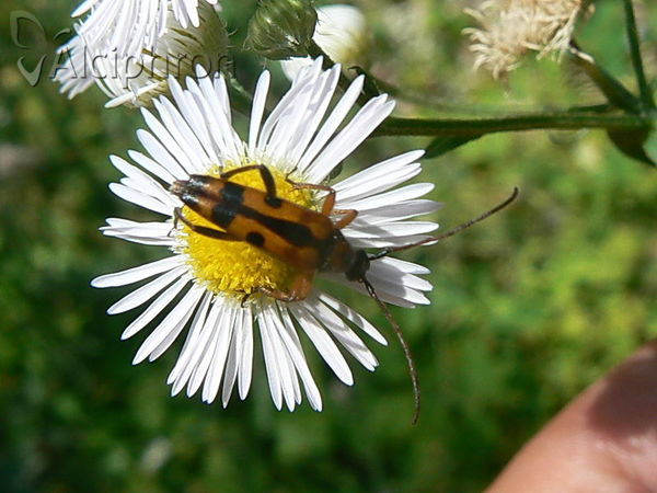 Strangalia attenuata
