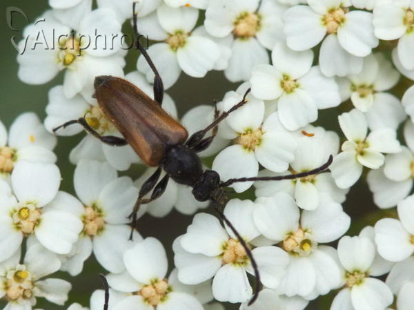 Pseudovadonia livida