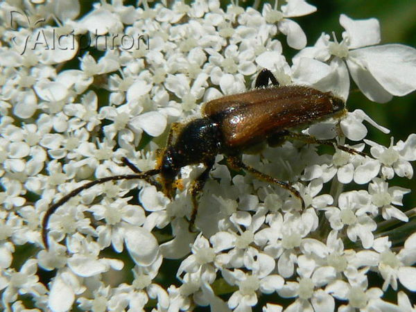 Pseudovadonia livida