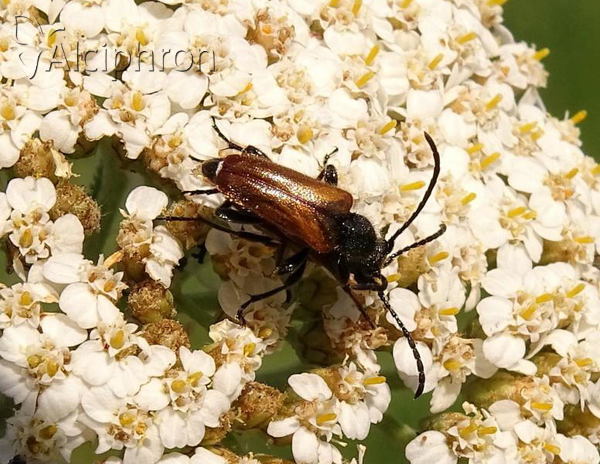 Pseudovadonia livida