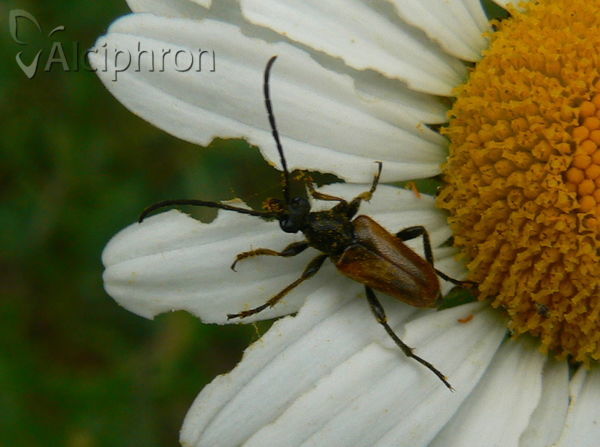 Pseudovadonia livida
