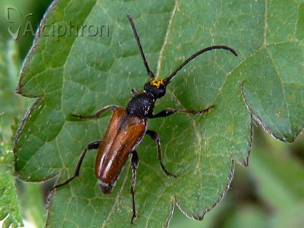 Pseudovadonia livida