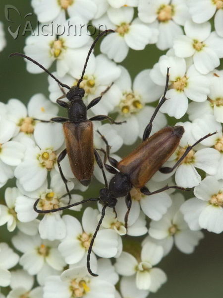 Pseudovadonia livida