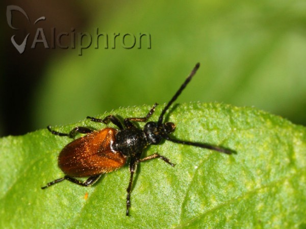 Pseudovadonia livida