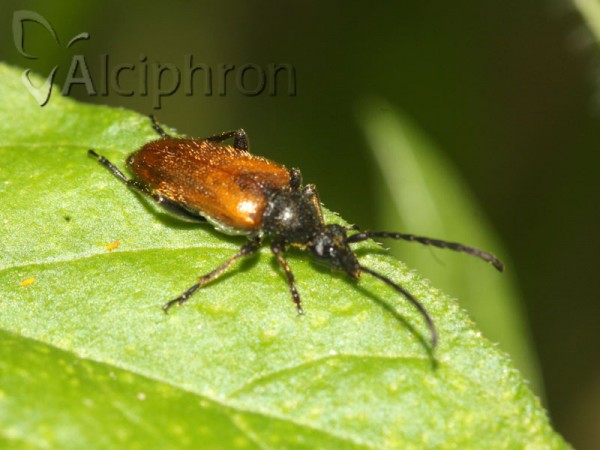 Pseudovadonia livida
