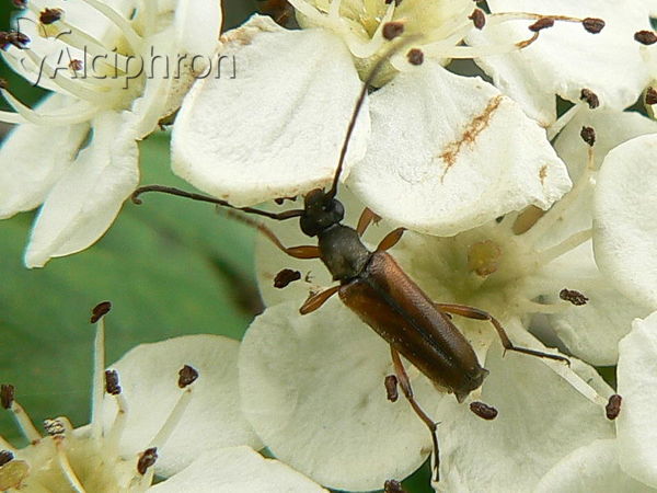 Alosterna tabacicolor