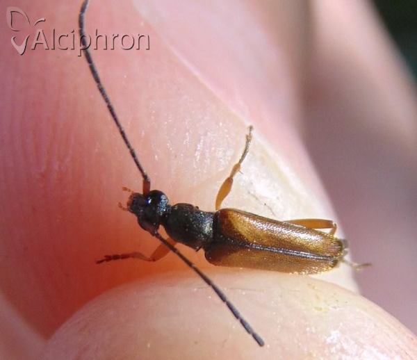 Alosterna tabacicolor