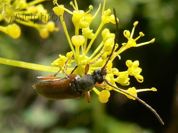Alosterna tabacicolor