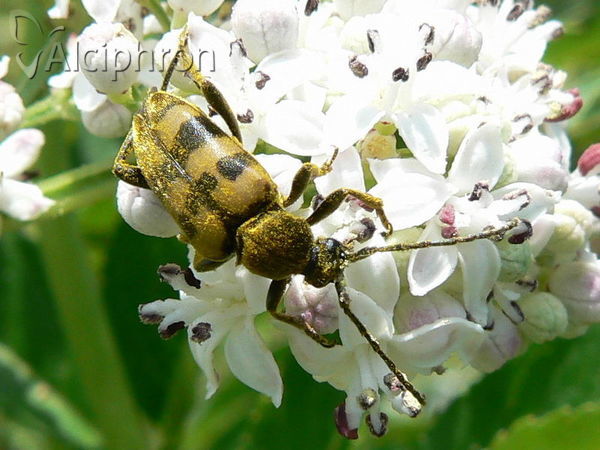 Pachytodes erraticus