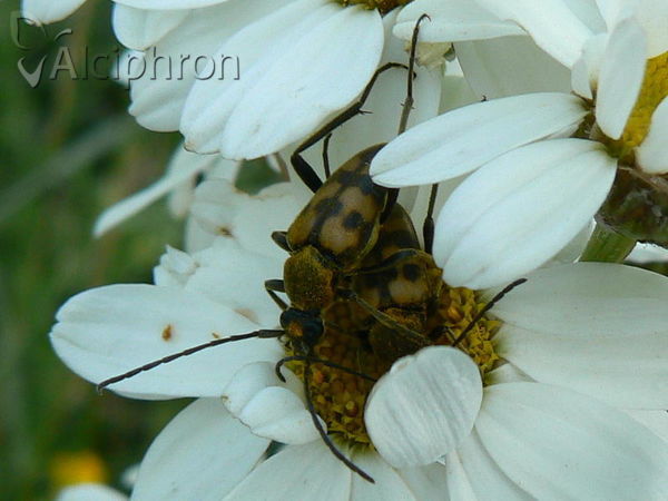 Pachytodes erraticus