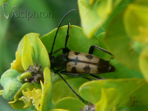 Pachytodes erraticus