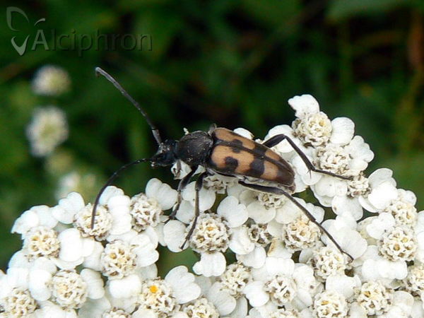 Pachytodes erraticus