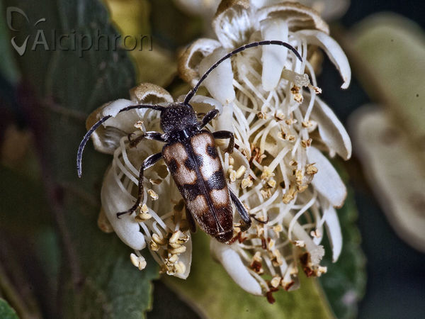 Pachytodes erraticus