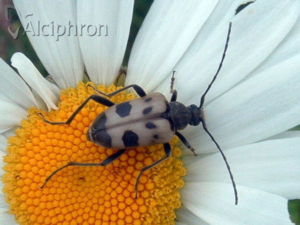 Pachytodes cerambyciformis