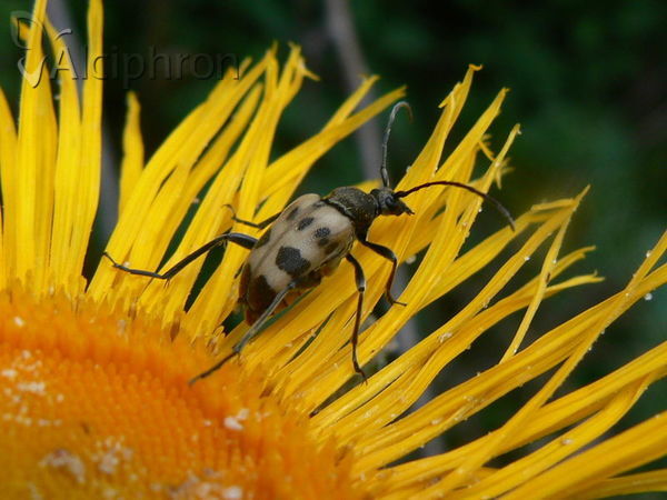 Pachytodes cerambyciformis