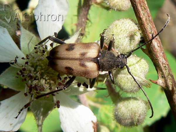 Pachytodes cerambyciformis
