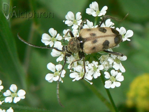Pachytodes cerambyciformis